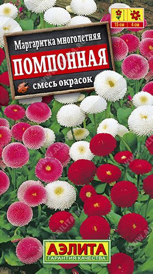 Маргаритка помпонная