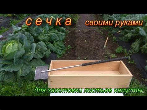 Мастерство рубки капусты