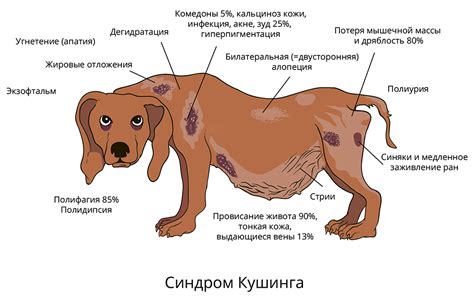 Медицинские причины скулежа у собак