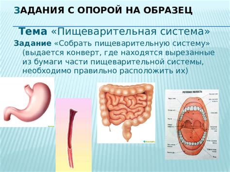 Меньшая нагрузка на пищеварительную систему