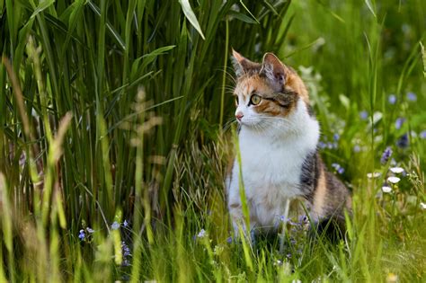 Места, куда заходят коты во время прогулки