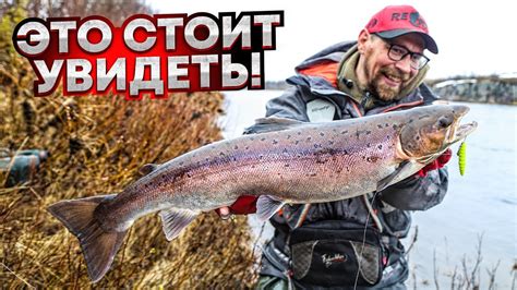 Места нереста лосося в Ленинградской области