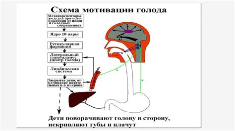 Метаболические изменения при голоде и их влияние на вес