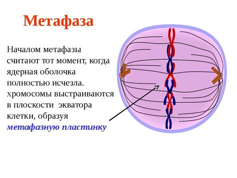 Метафаза
