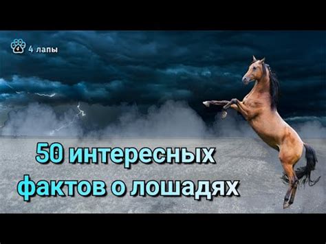 Метафорическое значение лошади