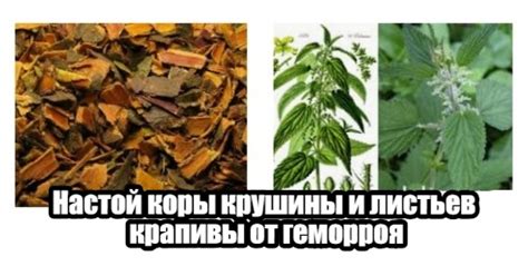Методы высушивания листьев крапивы и малины