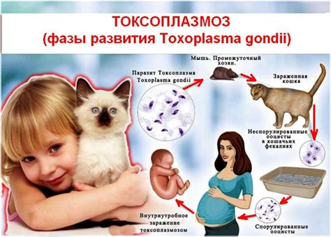 Методы лечения токсоплазмоза