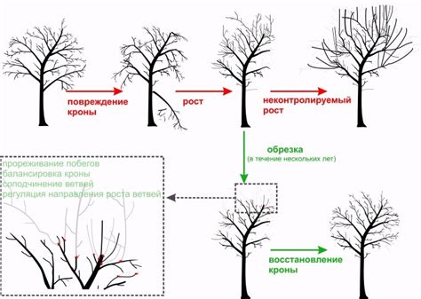Методы обрезки березы по высоте: