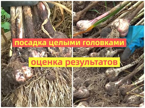 Методы посадки чеснока осенью головками