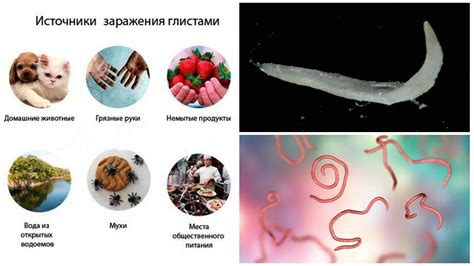 Методы предотвращения заражения глистами