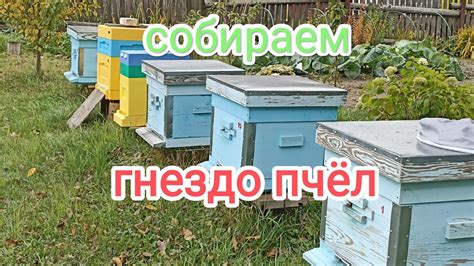 Методы сбора пчел