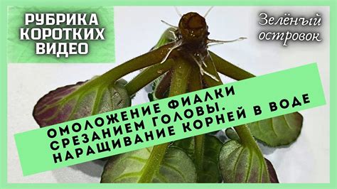 Метод обмывания корней
