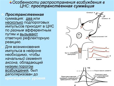 Механизмы возникновения сахарозы