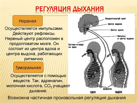 Механизмы действия дыхания на организм