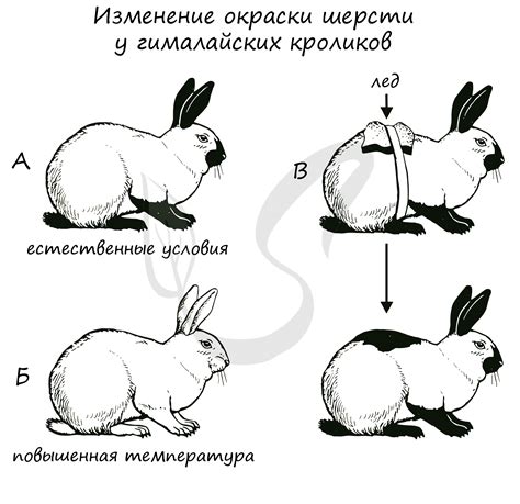 Механизмы изменения цвета шерсти