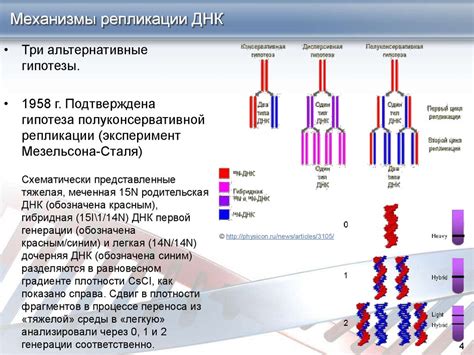 Механизмы происхождения репликации ДНК