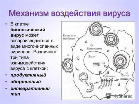 Механизм воздействия вируса на тело