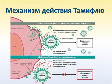 Механизм действия Тамифлю