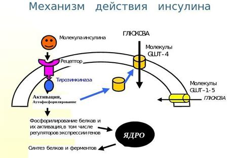 Механизм действия афобазола на организм