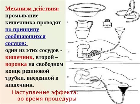 Механизм действия острого перца на кишечник