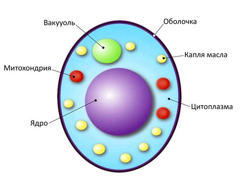 Механизм дрожи тела при темноте