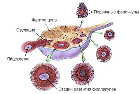 Механизм прикрепления желтого тела к матке: поэтапное описание