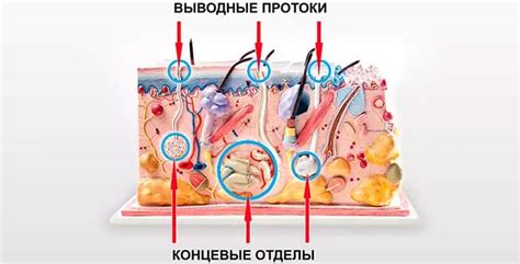 Механизм работы потовых желез