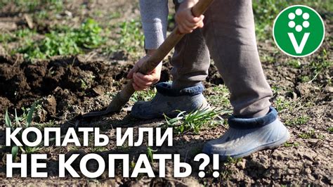 Минусы перекопки горчицы весной