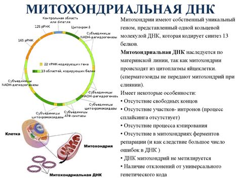 Митохондриальная ДНК и ее значение