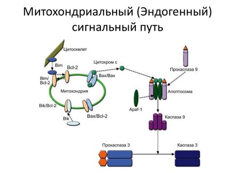 Митохондрии: ключевые игроки в апоптозе