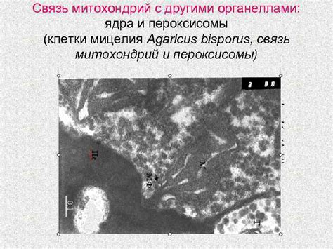 Митохондрии и соединение с другими клеточными органеллами