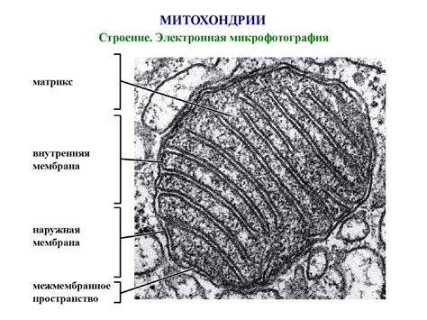 Митохондрии и эффект освещения