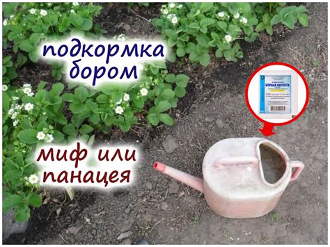 Мифы и заблуждения об использовании борной кислоты для роз
