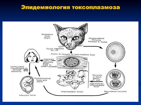 Мифы и реальность о токсоплазмозе у собаки