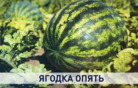 Миф или реальность: арбуз и похудение