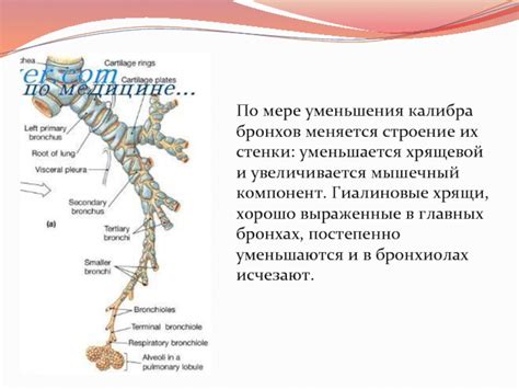 Миф о хрящевом скелете в концевых бронхах и бронхиолах