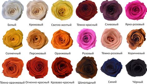 Модификации цвета роз