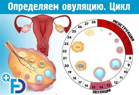Может ли размер эндометрия увеличиться после овуляции