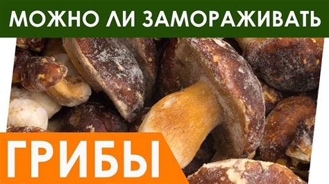 Можно ли замораживать сырые грибы маслята