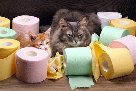 Можно ли смывать кошачий наполнитель в унитаз