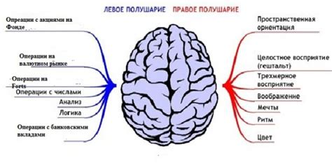 Мозг и эмоции