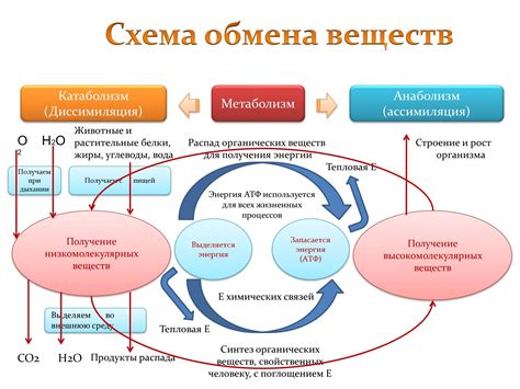 Мозг и энергия: как работает обмен веществ