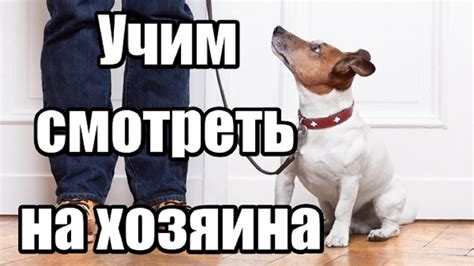 Молитвы за больную собаку