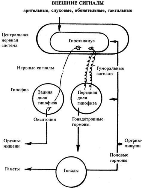 Момент наступления первой течки