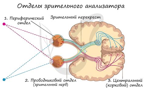 Мониторная работа и глазное напряжение