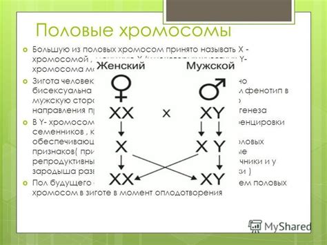 Мужчине может отсутствовать Y-хромосома