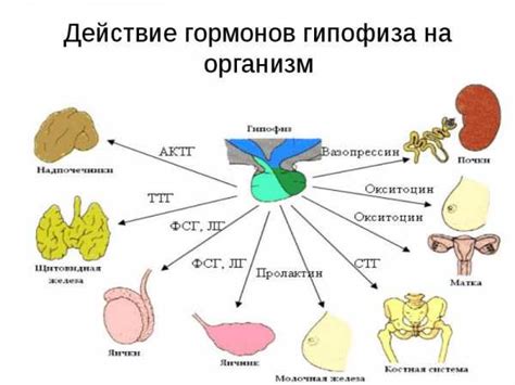Мужчины и роль гормонов: как гормоны влияют на отцовство