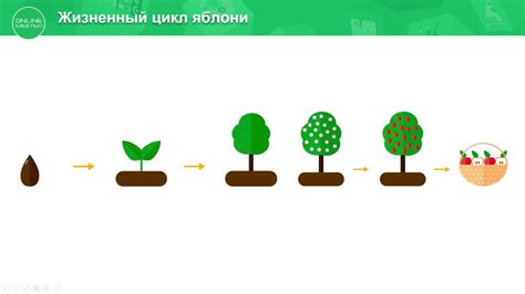 Мультистрадальный процесс роста шерсти