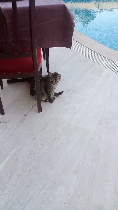 Мурчащие друзья: