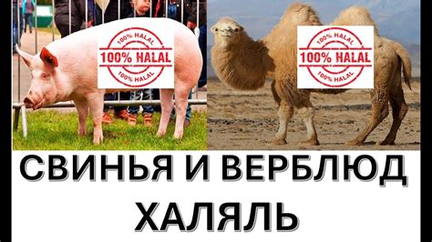 Мясо в христианстве